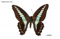 藏品(青鳳蝶)的圖片